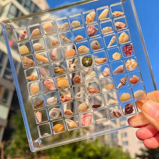 Acrylic Seashell Display Case | 36-64 Grids Organizer Box